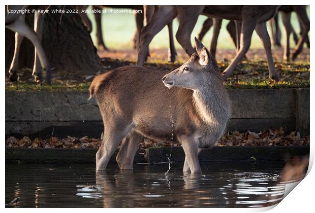 Just one deer braving the water Print by Kevin White