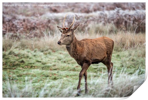 Young stag on the move Print by Kevin White