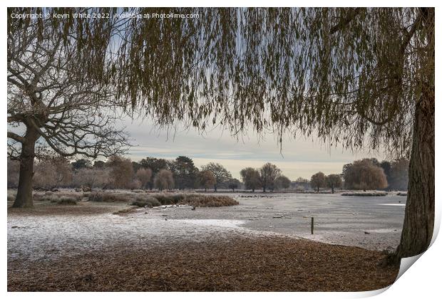 Christmas time at Bushy Park Print by Kevin White