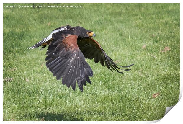 Harris Hawk flying low to ground Print by Kevin White