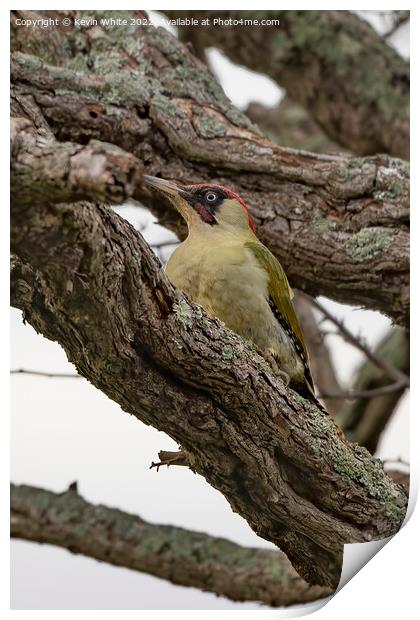 Green woodpecker resting in a tree Print by Kevin White