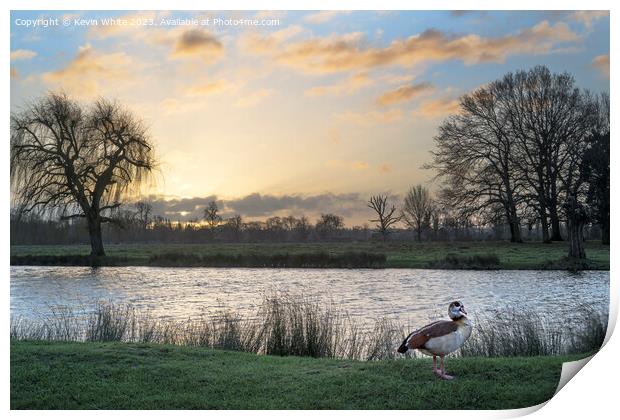 Egyptian goose and sunrise Print by Kevin White