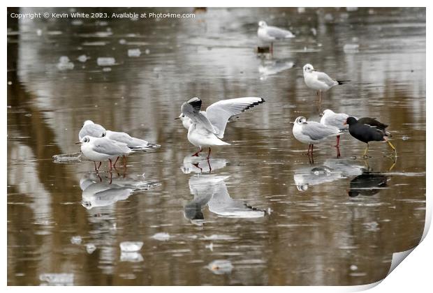 Moorhen and Seagulls on thin ice Print by Kevin White