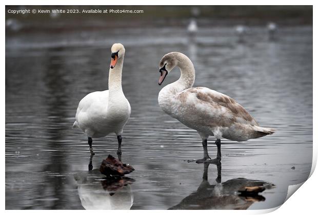 Adult mute swan experiencing thin ice with juvenile Print by Kevin White