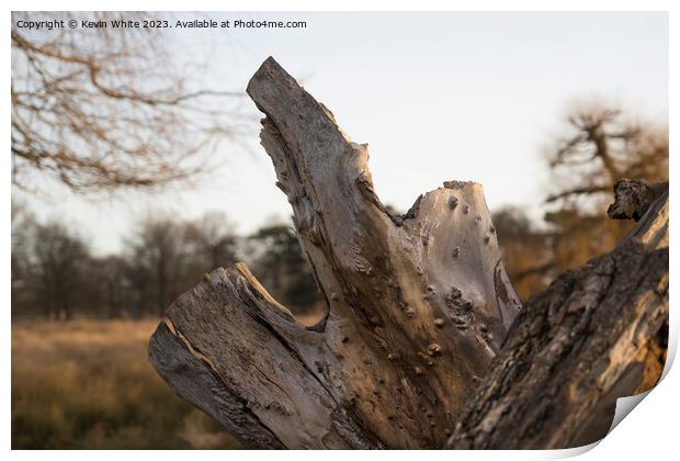 Rugged dead tree stump Print by Kevin White