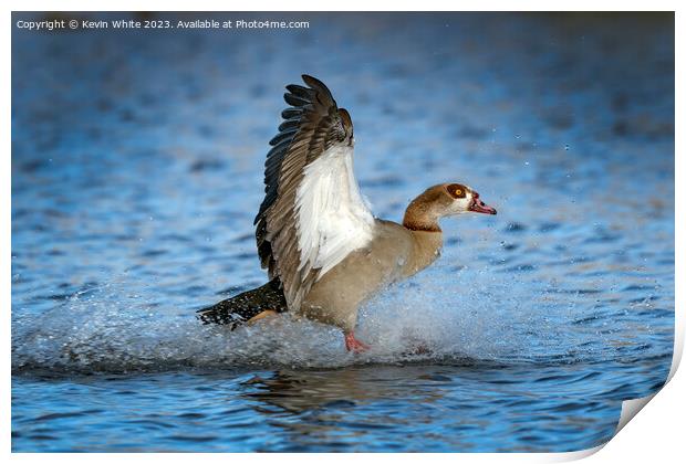 Egyptian goose landing with a splash Print by Kevin White