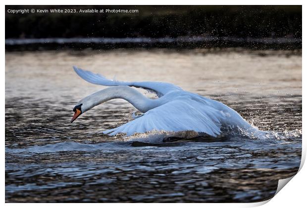 Swan skimming and splashing across the lake Print by Kevin White