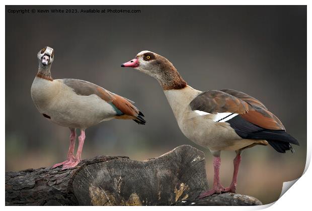 Male and Female Egyptian geese sitting on old log Print by Kevin White