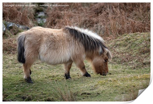 Long hair on the Dartmoor pony Print by Kevin White