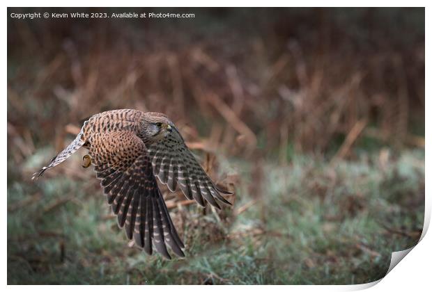 Common Kestrel flying low to ground Print by Kevin White