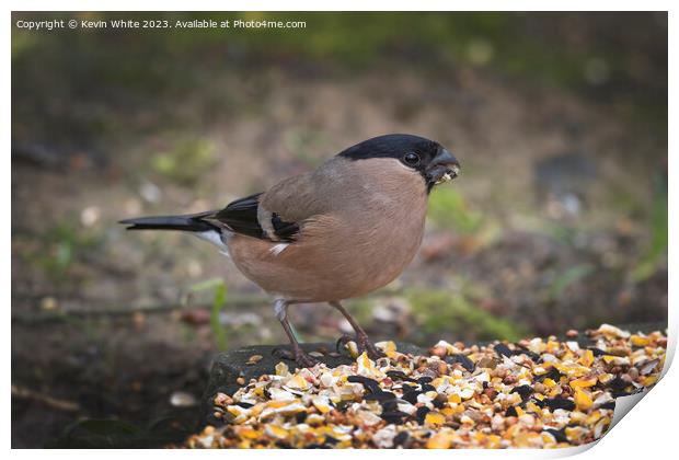 Female Bullfinch feeding from food on the ground Print by Kevin White