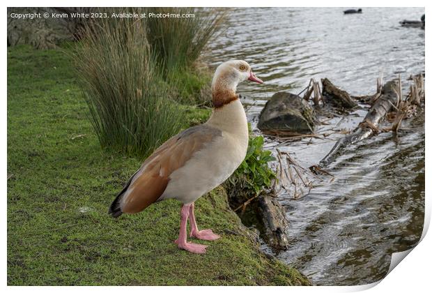 Springtime with Egyptian goose Print by Kevin White