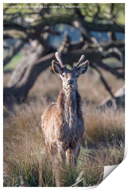 Young stag deer watching me watching him Print by Kevin White