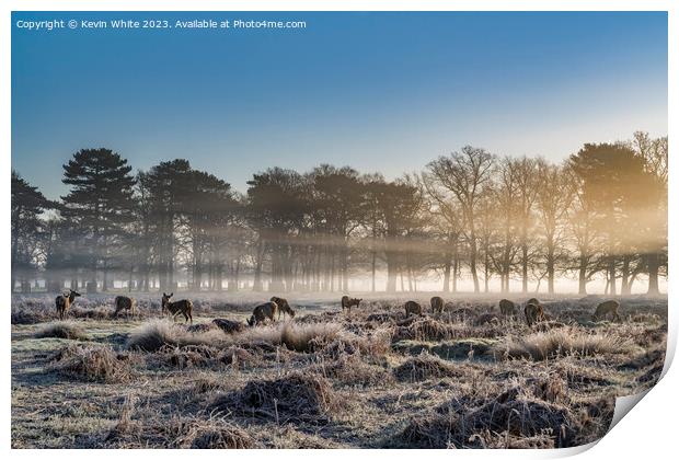 Herd of deer as the sun rises Print by Kevin White