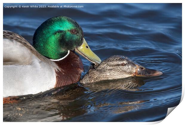 Close up Mallard ducks mating Print by Kevin White
