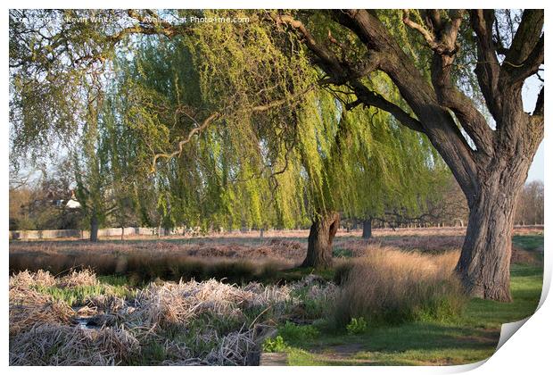 Magnificent Weeping Willow trees Print by Kevin White