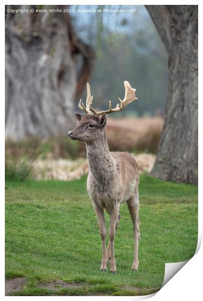 Impressive first set of antlers on young fallow deer Print by Kevin White