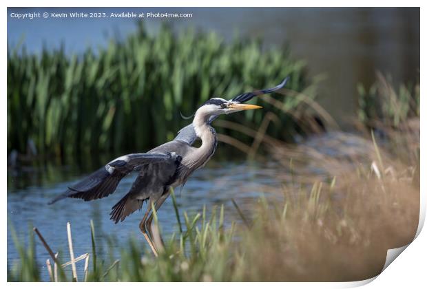 Grey heron about to land Print by Kevin White