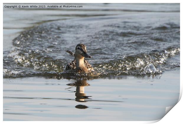 Female Mallard duck making a splash landing Print by Kevin White