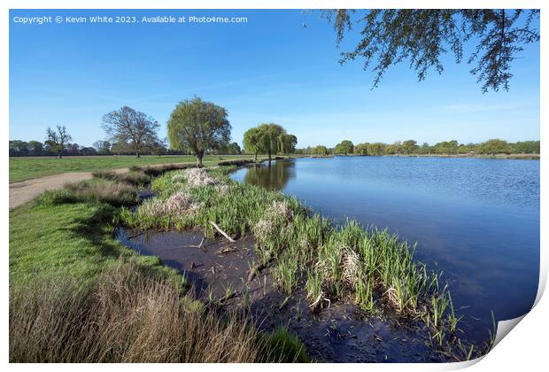 Long grass and reeds growing on the each of a pond Print by Kevin White