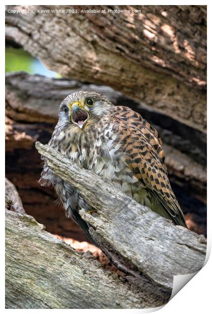 Common kestrel calling from tree nest Print by Kevin White