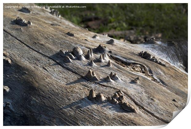 Old fallen tree trunk with stalagmite type wooden shapes Print by Kevin White