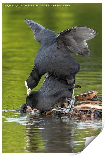 Coots mating in the spring Print by Kevin White