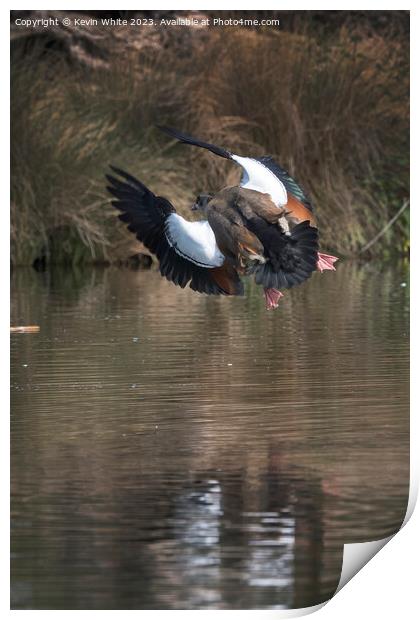 Egyptian goose making a sudden turn in mid air Print by Kevin White