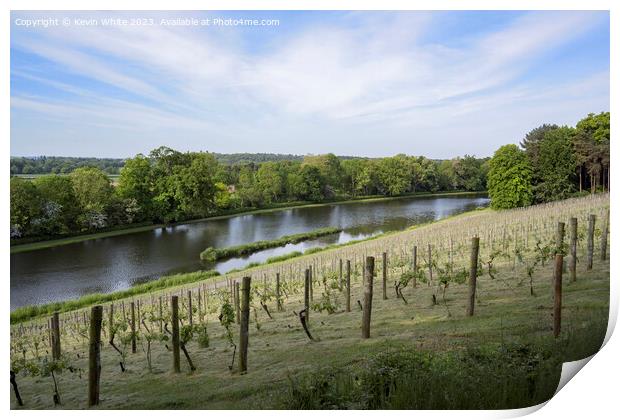 Vineyard at Painshill Park Gardens in Surrey Print by Kevin White