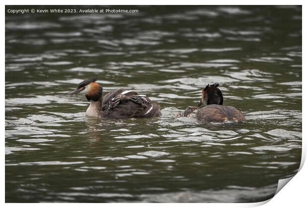Great Crested Grebe new family Print by Kevin White