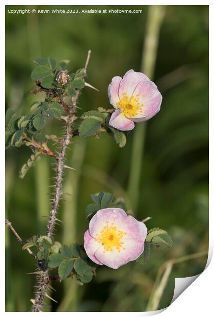 Dog rose growing on the harsh coastlines of Wales Print by Kevin White