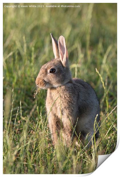 Cute wild rabbit chewing on some vegetation Print by Kevin White