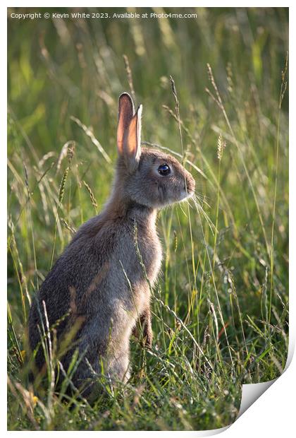 Cute wild bunny rabbit Print by Kevin White