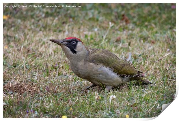 Green woodpecker adult female Print by Kevin White