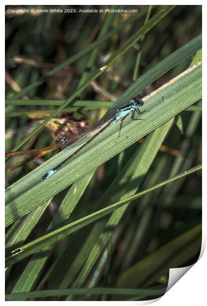 Damselfly waiting patiently for a mate Print by Kevin White