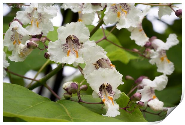 Beautiful flower of the Catalpa Indian bean tree Print by Kevin White