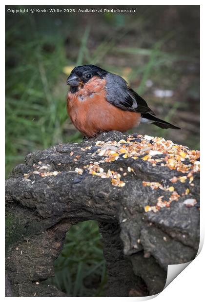 Bullfinch feeding off seed placed on log Print by Kevin White