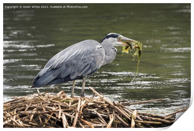 Heron meal of seaweed and fish Print by Kevin White