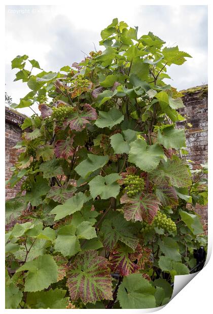 Grapevine growing in the South of England Print by Kevin White