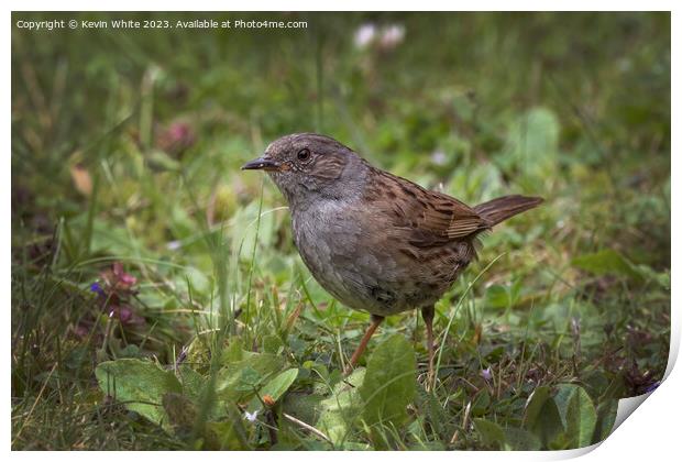 Dunnock feeding in the meadows Print by Kevin White