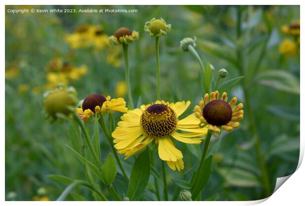 Helenium Riveron Beauty Print by Kevin White