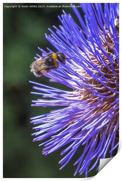 Bee extracting pollen from a thistle flower Print by Kevin White