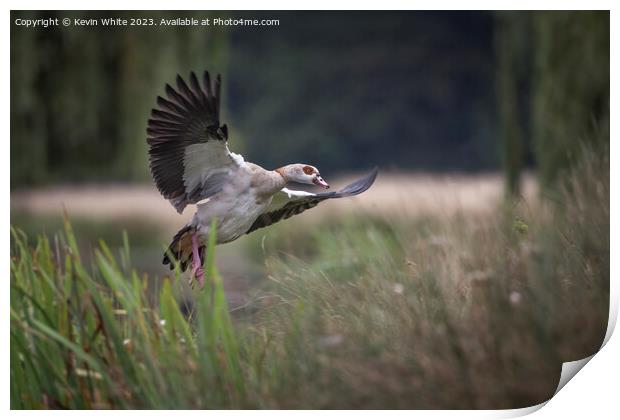Egyptian goose landing in the reed beds Print by Kevin White