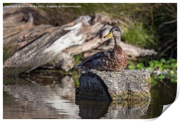 Duck resting in the sunshine on a log Print by Kevin White