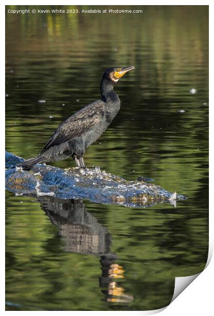 Beautiful green eyed Cormorant Print by Kevin White