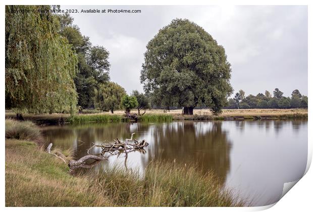 Calm still waters at Bushy Park ponds Print by Kevin White