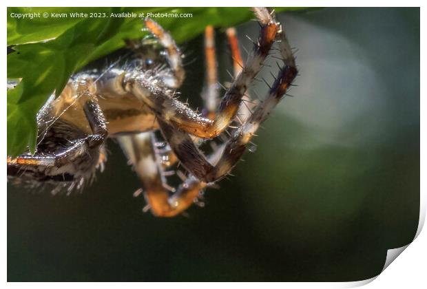 Hairy legs of the garden spider Print by Kevin White