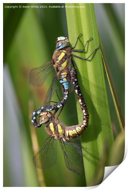 Dragonflie mating in the reeds Print by Kevin White