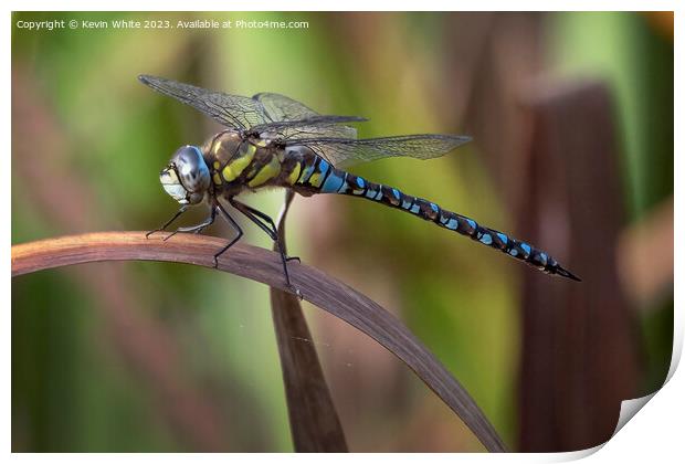 Dragonfly or damselfly resting on a reed leaf Print by Kevin White