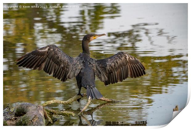 Cormorant showing off his wings Print by Kevin White